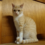 チャビちゃん (3).JPG